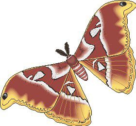作文库板报一周年庆特别奉献之形态各异的蝴蝶小插图
