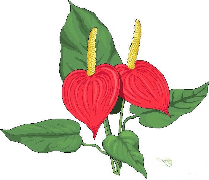 红色花朵插图100