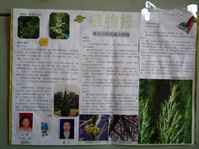 植物小报图片