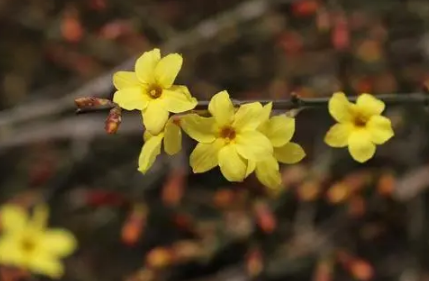 2022年广州春节花市什么时候开1