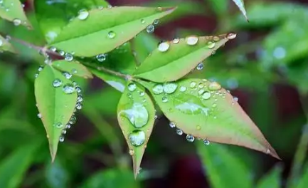 2022雨水节气会下雨吗1