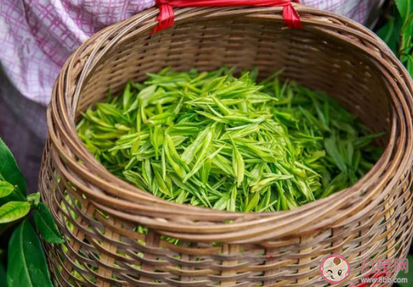 明前茶和雨前茶有什么区别 明前茶为什么价格更贵