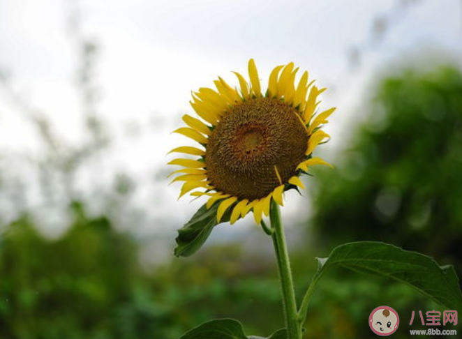 向日葵总是面向太阳吗 向日葵朝着太阳开花的原因是什么